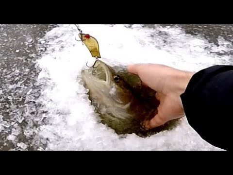 Видео: Судак на ПРОФЕССОР и крупные окуни на ЧЕРТА