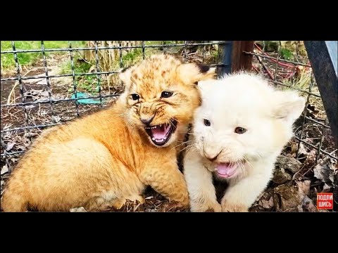 Видео: Почему львята Лейлы и Дейла не стали ДОБРЫМИ ?!!