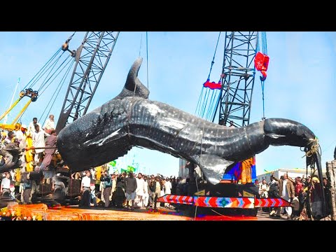 Видео: Самые Большие Речные Монстры, Пойманные Человеком