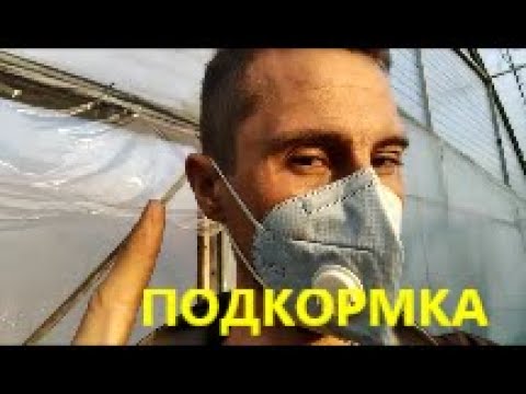 Видео: ВНЕКОРНЕВАЯ ПОДКОРМКА ОГУРЦОВ В ТЕПЛИЦЕ!11 АПРЕЛЯ!2020 ГОД!