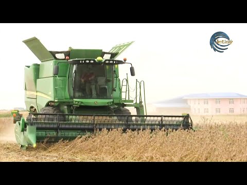 Видео: ДӘННЕН ДӘУЛЕТКЕ: СОЯ ӨСІРУДІҢ ӨНЕРІ МЕН ӨНЕГЕСІ / AGRO АЙМАҚ / 05.11.2025
