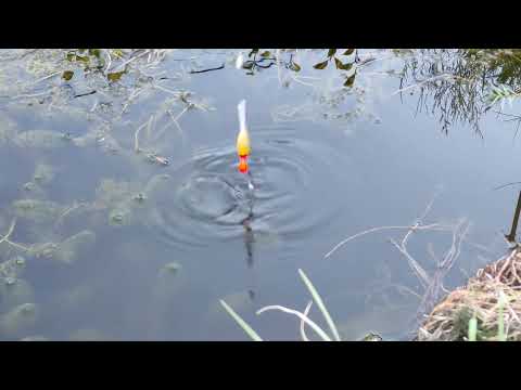 Видео: Видео для сна, рыбалка в маленьком пруду, #рыбалка #длясна #релакс #пруд #sleep #fishing #карась