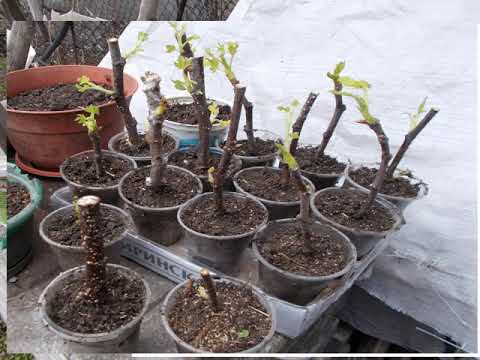 Видео: № 151  Вкореняване на резници смокиня. Мой метод. Rooting cuttings fig. Укоренять инжир.