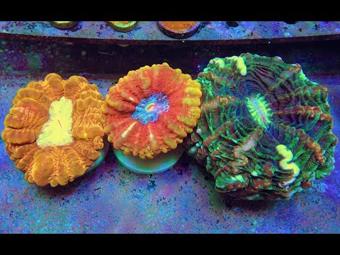 Видео: "Рифовый Аквариум"  Адсорбенты. Часть 43
