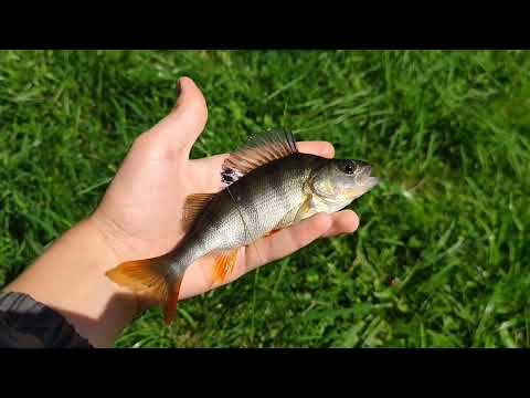 Видео: Рыбалка