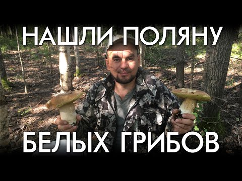 Видео: НАШЛИ ПОЛЯНУ БЕЛЫХ ГРИБОВ