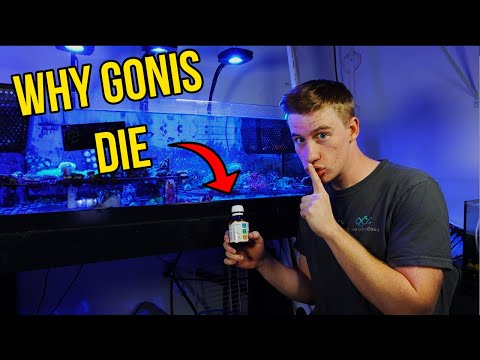 Видео: Как содержать гониопоры!