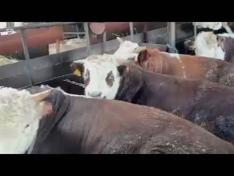 Видео: Откорм бычков, как поднять привес бычков с первого дня откорма?!