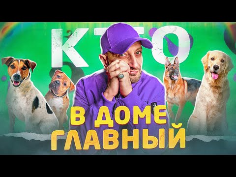 Видео: Кто в доме главный (померанский шпиц)