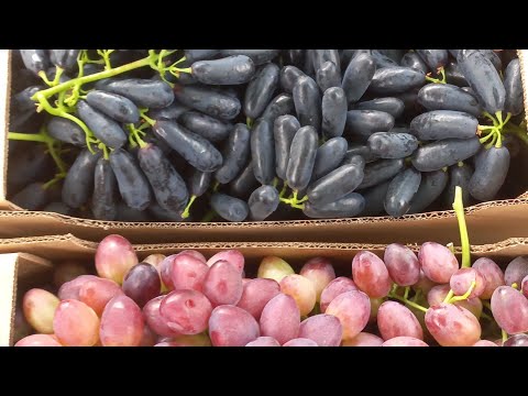 Видео: Аватар,Сюзанна...,срезка на рынок.