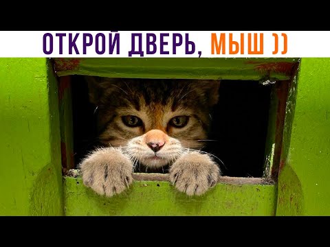 Видео: ОТКРОЙ ДВЕРЬ, МЫШ ))) Приколы с котами | Мемозг 1075