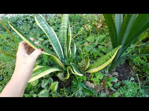 Видео: Какие комнатные цветы я высаживаю на улицу!