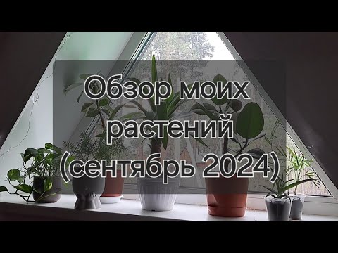 Видео: Обзор моих комнатных растений (сентябрь 2024)