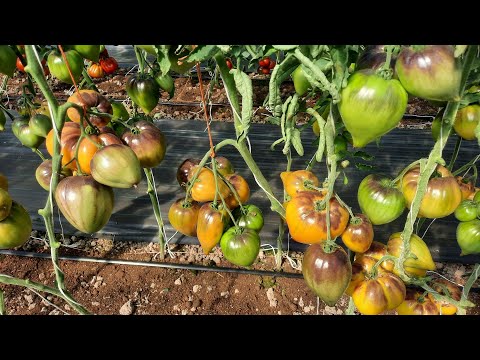 Видео: Проверенный сорт томатов - Царское варенье