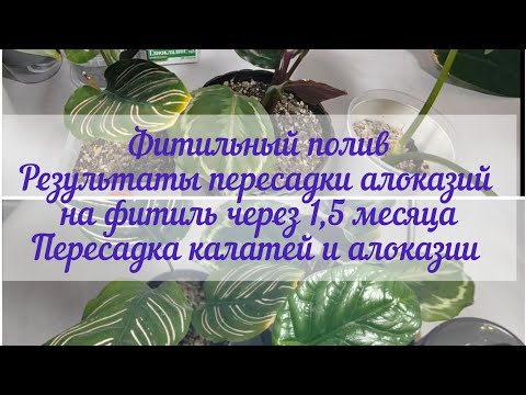 Видео: Фитильный полив. Результаты пересадки на фитиль алоказий спустя 1,5 месяца. Пересадка новых растений