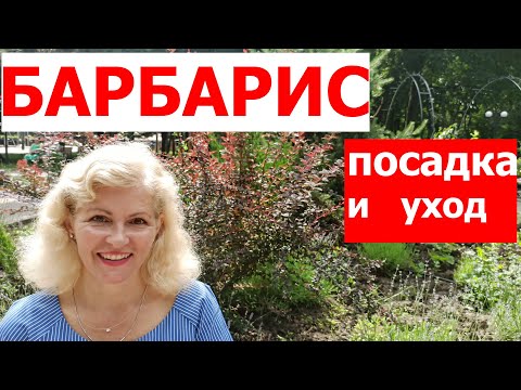 Видео: БАРБАРИС ТУНБЕРГА.  Как сажать барбарис