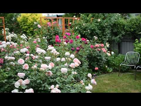 Видео: Один день из жизни моего сада