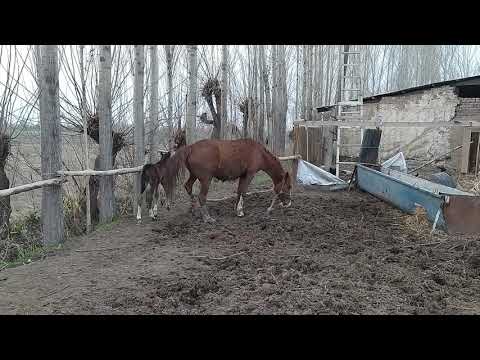 Видео: пегастын баласы