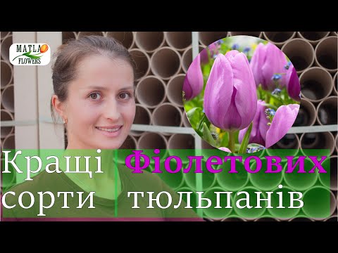 Видео: Кращі тюльпани фіолетового кольору для вигонки