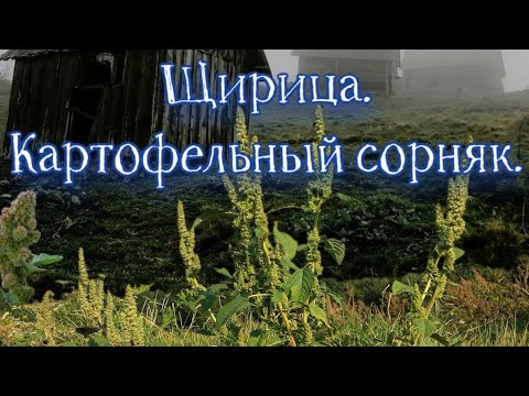 Видео: Щирица запрокинутая. Амарант или картофельный сорняк?