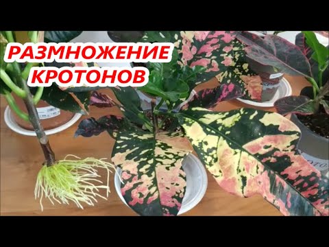 Видео: КОДИЕУМ КРОТОН 🌺 РАЗМНОЖЕНИЕ в ВОДЕ