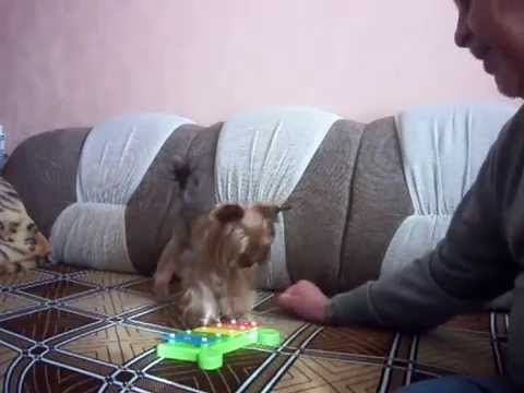 Видео: Йоркширский терьер дрессированный кличка Йорчик