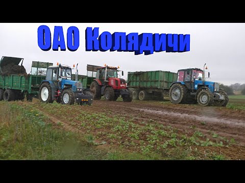 Видео: вывоз навоза на поле МТЗ 1221,1222. МАЗ. разбрасывание навоза МТУ-18а также дискование МТЗ 3022