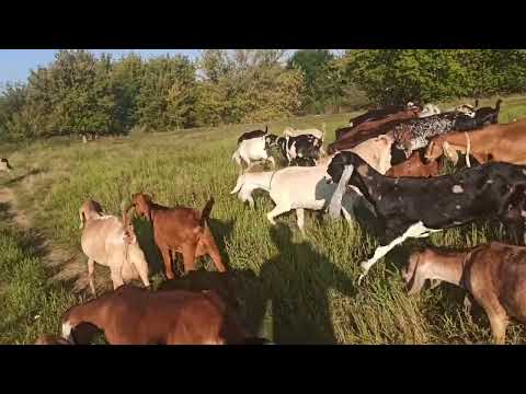 Видео: куда продать козье молоко или для чего козы ? Бизнес на козах !