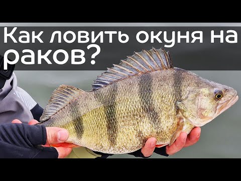 Видео: Как ловить окуня на раков? Приманки, оснащение, монтаж, проводки