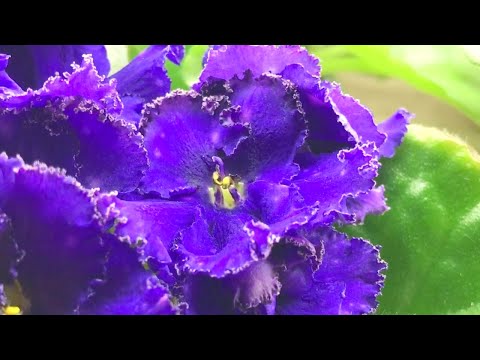 Видео: ВНИМАНИЕ! КАК ЗИМОЙ ПРАВИЛЬНО УХАЖИВАТЬ ЗА ФИАЛКАМИ? 6 ПРОВЕРЕННЫХ ПРАВИЛ от ОПЫТНОГО ФИАЛОЧНИКА