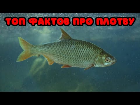 Видео: ТОП ИНТЕРЕСНЫХ ФАКТОВ ПРО ПЛОТВУ! Плотва самая распространенная рыба?!