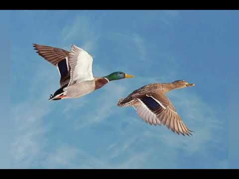 Видео: Перелетные птицы осенью для детей