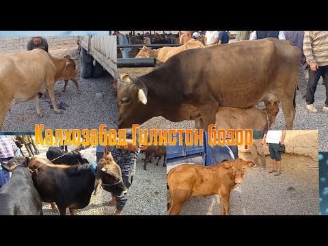 Видео: КАЛХОЗАБОД ГУЛИСТОН БОЗОР 👍 👍 