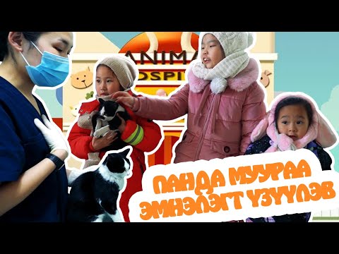 Видео: Панда муураа эмнэлэгт үзүүлсэн нь