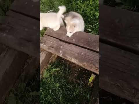 Видео: Щенки Таи на прогулке