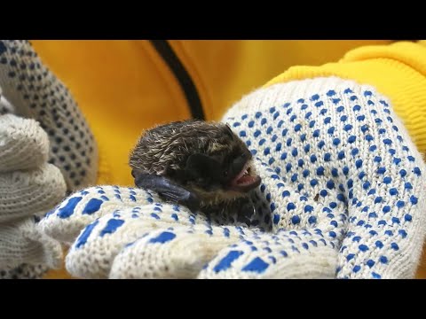 Видео: Летучие мыши: где и как им помочь? 🦇