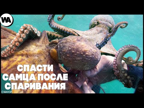 Видео: Что Будет, Если Спасти Осьминога После Спаривания?