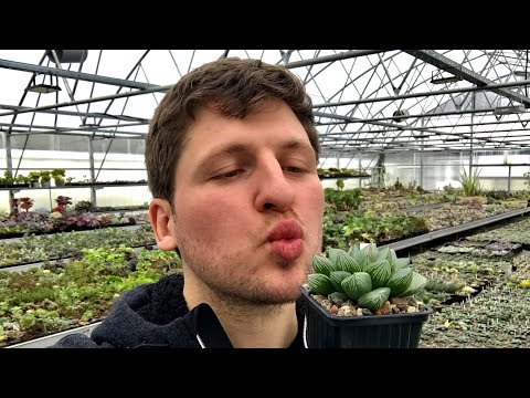 Видео: Пересаживаю Хавортию сбросившую корни. Почему Хавортии отсушивают листья и стрессуют.