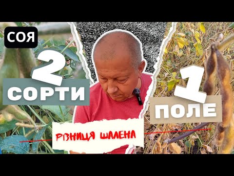 Видео: Соя | Два сорти - одне поле | Різниця шалена |