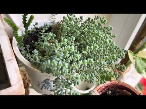 Видео: Огляд рослин на підвіконні🌿.Що новенького?14.09.25.Inspection of the plants on the windowsill.