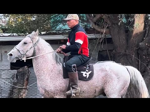 Видео: Кок Бурул Оскон акеден +996-772-910-072 kyrgyzstan #horse
