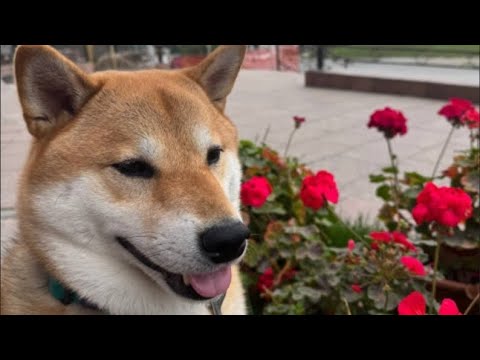 Видео: Паркур 1часть 😉 😀😃🙂