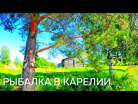 Видео: РЫБА НА КАЖДОМ ЗАБРОСЕ! РЫБАКИ НАЛОВИЛИ РЫБЫ И ПРИГОТОВИЛИ. РЫБАЛКА В КАРЕЛИИ 2025