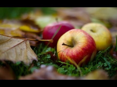 Видео: Вячаслаў Адамчык "Салодкія яблыкі". Глава 3.