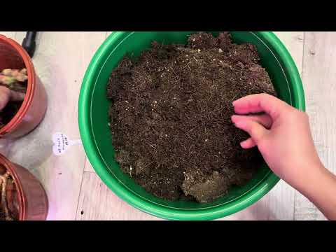 Видео: Осенняя пересадка герани из большого в маленький горшок