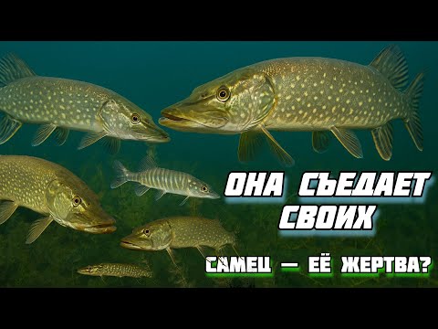 Видео: Щука — хищник без пощады: её секреты раскрыты