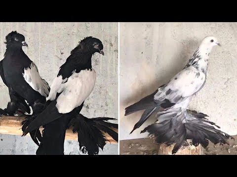 Видео: Неописуемая красота. Голуби Тебриза | کبوترهای تبریز | Tabriz Pigeons | حمام تبريز