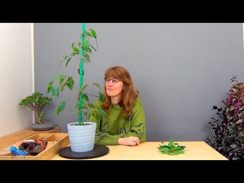 Видео: Фикус Бенджамина на штамбе (ч.5).