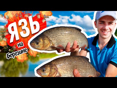 Видео: Трофейный ЯЗЬ. Поиск точки ловли на фидер. Супер рыбалка. Фидер на реке.