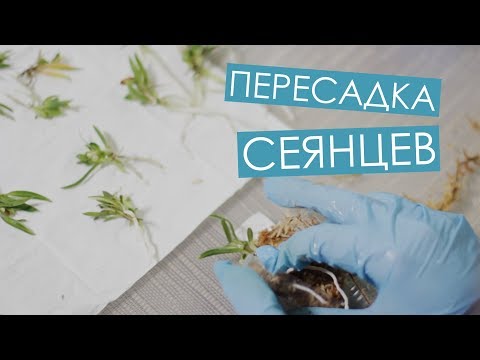 Видео: Пересаживаю сеянцы. Отличное приспособление. Как поливать сеянцы во мхе / Вып.14